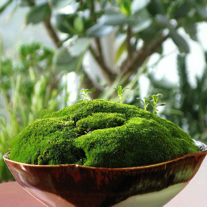 Egrow 100 Pcs/Pack Moss Seeds Resurrection Plant Rose Of Jericho Dinosaur Plant Air Fern Spike Moss