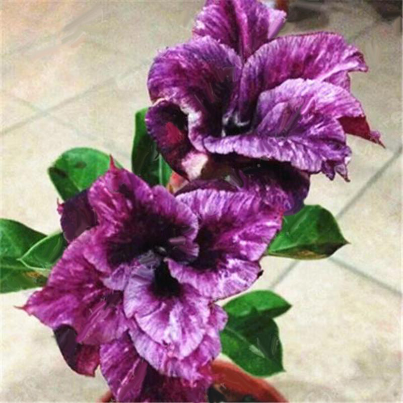 Egrow 2 Pcs/Pack Desert Rose Seeds Violet Dark Red Desert Rose Flowers Plantas DIY Perennial Home Garden Bonsai Pot