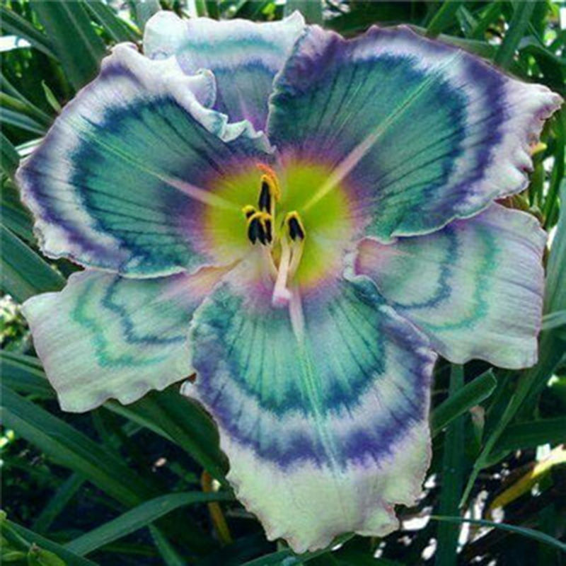 Egrow 50 Pcs/Pack Daylily Seeds Daylily Flowers Hemerocallis Lily Indoor Bonsai Flower Perennial Plant for DIY Home Garden Supplies