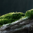 Egrow 100 Pcs/Pack Moss Seeds Resurrection Plant Rose Of Jericho Dinosaur Plant Air Fern Spike Moss