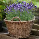 Egrow 200Pcs Provence Lavender Seeds Fragrant Organic Flower Seeds Home Garden Bonsai Plant
