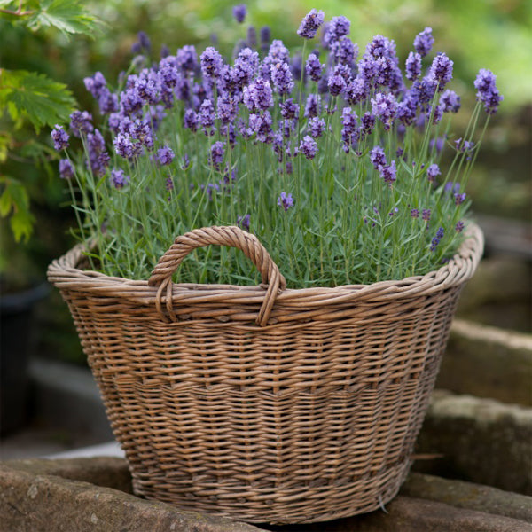 Egrow 200Pcs Provence Lavender Seeds Fragrant Organic Flower Seeds Home Garden Bonsai Plant