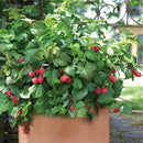 Egrow 4000 Pcs/Pack Mixed Color Raspberry Seeds Each 1000 Pcs for Blue Black Red Yellow Fruit Seed