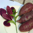 Egrow 100 Pcs/Pack Purple Sweet Potato Seeds Potato Delicious Green Nutrition NO GMO Vegetables Plant Home Garden