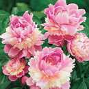 Egrow 10Pcs/Pack Chinese Peony Flower Seeds Perennial Paeonia Suffruticosa Bonsai Plants Home Garden Plants