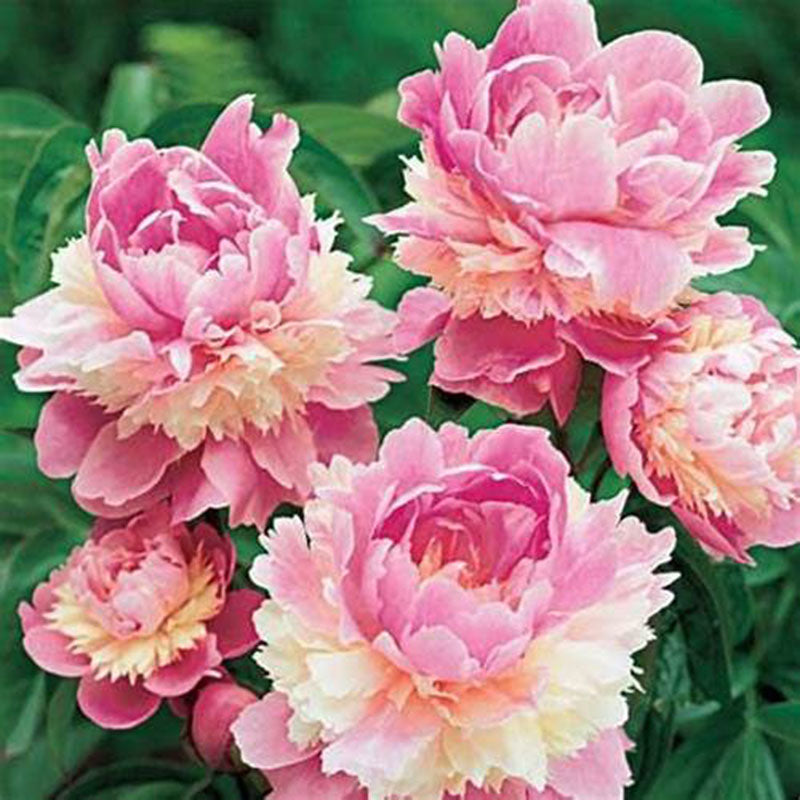 Egrow 10Pcs/Pack Chinese Peony Flower Seeds Perennial Paeonia Suffruticosa Bonsai Plants Home Garden Plants