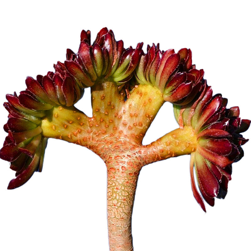 Egrow 100 PCS / Pack Cockscomb Seeds Succulents Bonsai Garden Cactus Flower