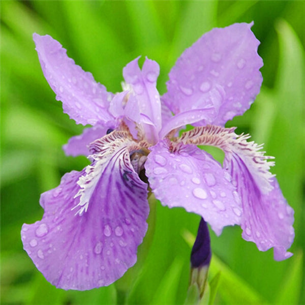 Egrow 40Pcs/Bag Iris Tectorum Seeds Popular Perennial Garden Flower Seeds Gorgeous Cut Flower Seeds