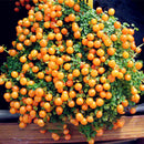 Egrow 100pcs/Bag Lamp Beads Grass Seeds Flower Seeds Garden Bonsai Plant for Home Garden Plants
