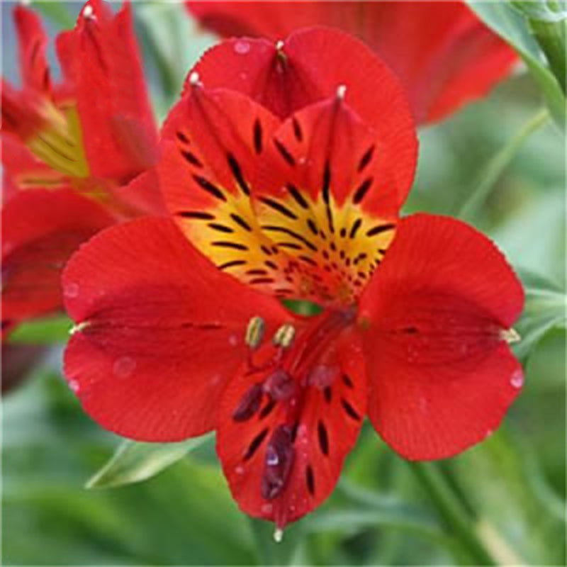Egrow 100PCS/Pack Lily Seeds Rare Peruvian Lily Alstroemeria Bonsai Plants Mix-Color Beautiful Lilies Flower
