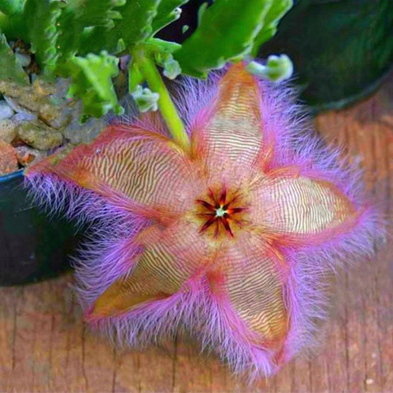 Egrow 100Pcs/Pack Stapelia Pulchella Seeds Colorful Cactus Lithops Bonsai Garden Courtyard Plants