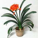 Egrow 100 Pcs/Pack Potted Clivia Seeds Miniata Plant Gorgeous Bonsai Rare Bush Lily Flower Bonsai DIY Home Garden