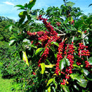 Egrow 10 Pcs/Pack Coffee Beans Seeds Garden Organic Refreshing Food Bonsai Coffee Plant Seed