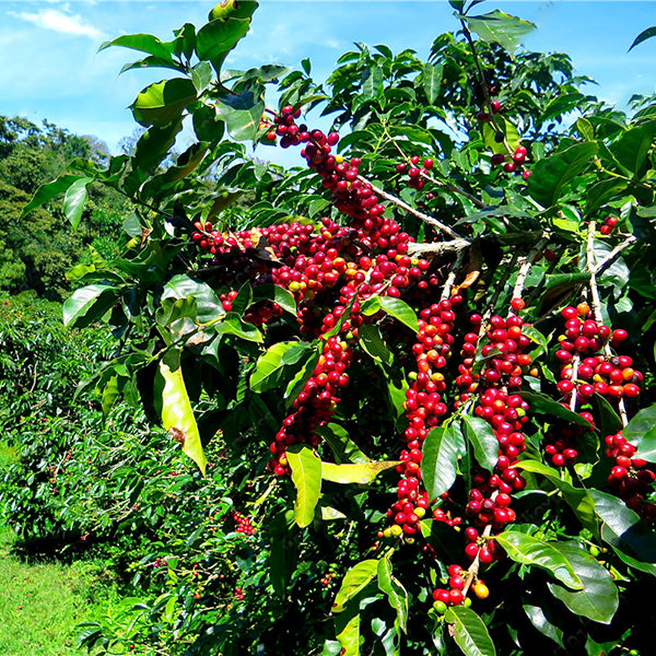 Egrow 10 Pcs/Pack Coffee Beans Seeds Garden Organic Refreshing Food Bonsai Coffee Plant Seed