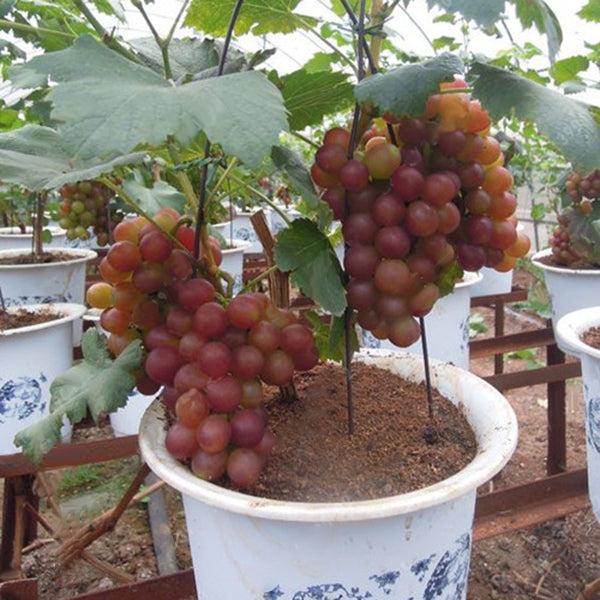 Egrow 50Pcs/Pack Grape Vine Seeds Organic Outdoor Sweet Fruit Seed Succulent Plants Indoor Bonsai