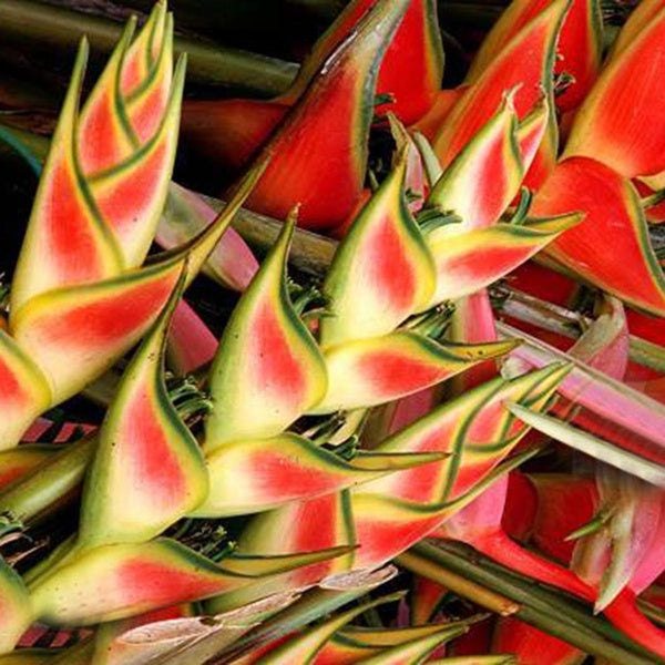 20 PCS Snake Tail Plantain Seeds Rare Flower Seeds Home Garden Bonsai Potted Plant Seeds