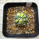 Egrow 10Pcs/Pack Yellow Core Cactus Seeds Mini Green Succulent Bonsai Plants Seeds