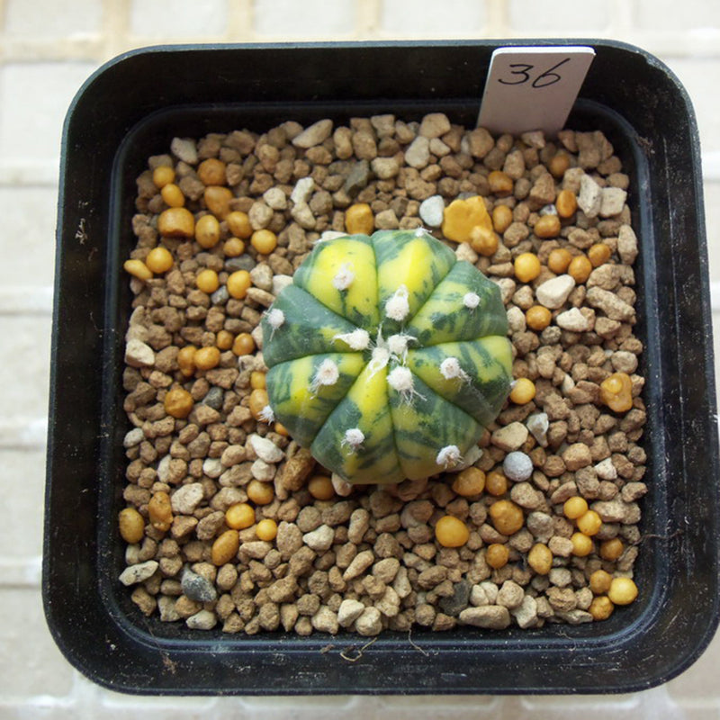 Egrow 10Pcs/Pack Yellow Core Cactus Seeds Mini Green Succulent Bonsai Plants Seeds