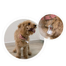 Jodan&Judy Bone Label Light Pet Tag Light Bulb Outdoor Dog Floodlight Missing Warning Light Pet Supplies From Xiaomi Youpin