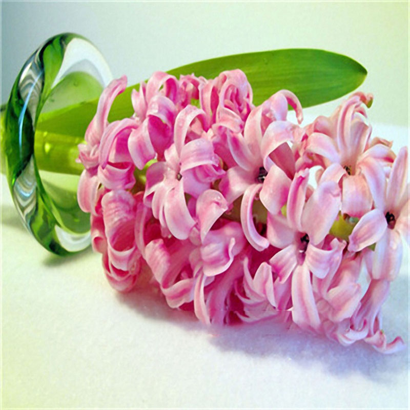 Egrow 100Pcs Hyacinth Flower Seeds Mixed Color Beautifying Garden Bonsai Potted Blooming Plant