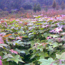 Egrow 40 Pcs/Pack Pentaphyll Maple Tree Seeds Pentaphyll Maple Tree Semente Plant Truncate Maple For Acer Truncatum