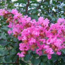 Egrow 120 Pcs/Pack Myrtus Seeds Lagerstroemia Indica Tree Plant Crape Myrtus Flower Seeds