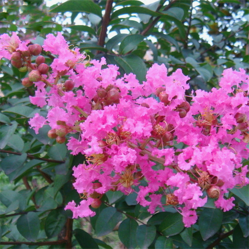 Egrow 120 Pcs/Pack Myrtus Seeds Lagerstroemia Indica Tree Plant Crape Myrtus Flower Seeds