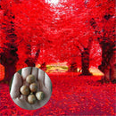 Egrow 2 Pcs/Pack American Red Oak Seeds Beautiful Tree DIY Home Garden Plants Bonsai Tree Easy To Grow