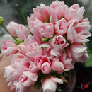 Egrow 20Pcs/Pack Geranium Seeds Pelargonium Flower Seeds Garden Potted Plants