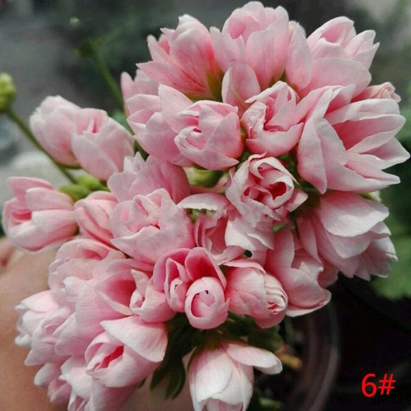 Egrow 20Pcs/Pack Geranium Seeds Pelargonium Flower Seeds Garden Potted Plants