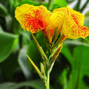 Egrow 100Pcs/Pack Canna Lily Seeds Garden Outdoor Bonsai Tropical Bronze Scarlet Flower Seeds