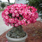 20 PCS Genuine Adenium Obesum Desert Rose Seeds Flower Bonsai Plant DIY Home Grden Seeds