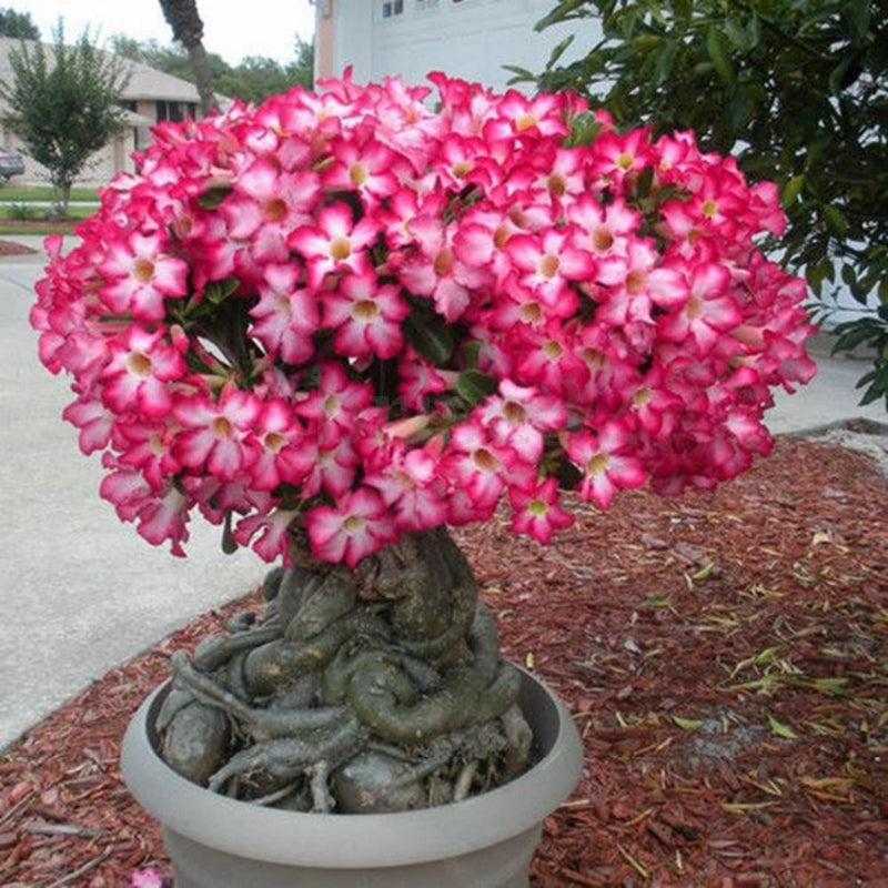 20 PCS Genuine Adenium Obesum Desert Rose Seeds Flower Bonsai Plant DIY Home Grden Seeds