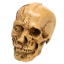 9cm Human Anatomical Anatomy Skull Head Muscle Bone Medical Model Home Decor
