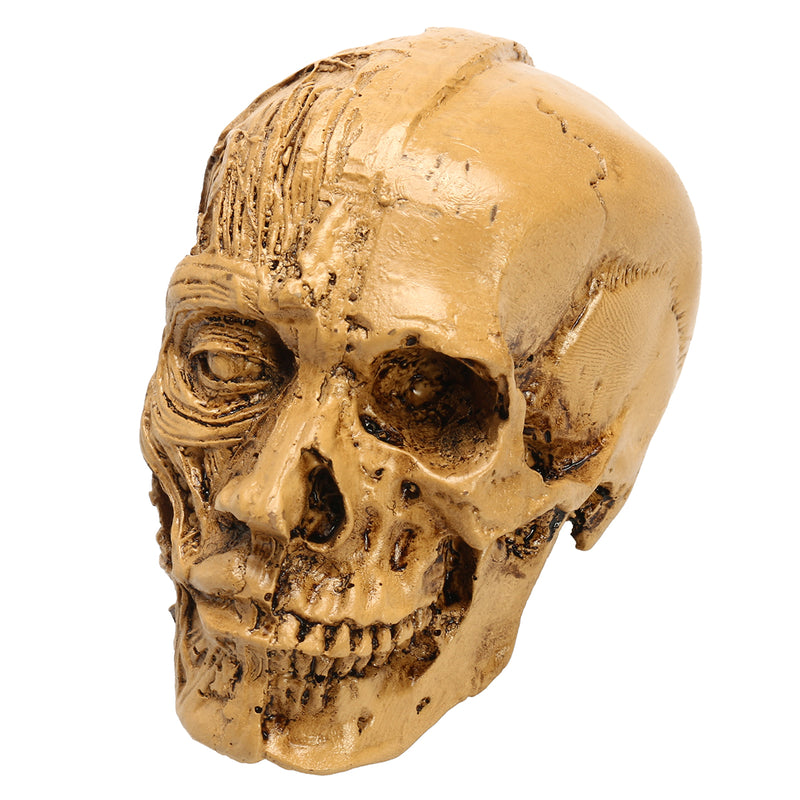 9cm Human Anatomical Anatomy Skull Head Muscle Bone Medical Model Home Decor
