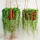 Egrow50Pcs/Bag Pearl Chlorophytum Seeds Pearl Chlorophytum Succulent Plants Bonsai Beads Seeds