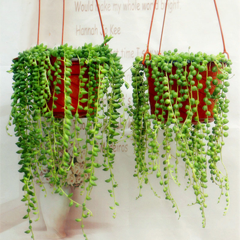 Egrow50Pcs/Bag Pearl Chlorophytum Seeds Pearl Chlorophytum Succulent Plants Bonsai Beads Seeds