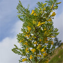 Egrow 60 Pcs/Pack Caragana Korshinskii Tree Seeds Caragana Korshinskii Tree Plant Korshinsk Peashrub