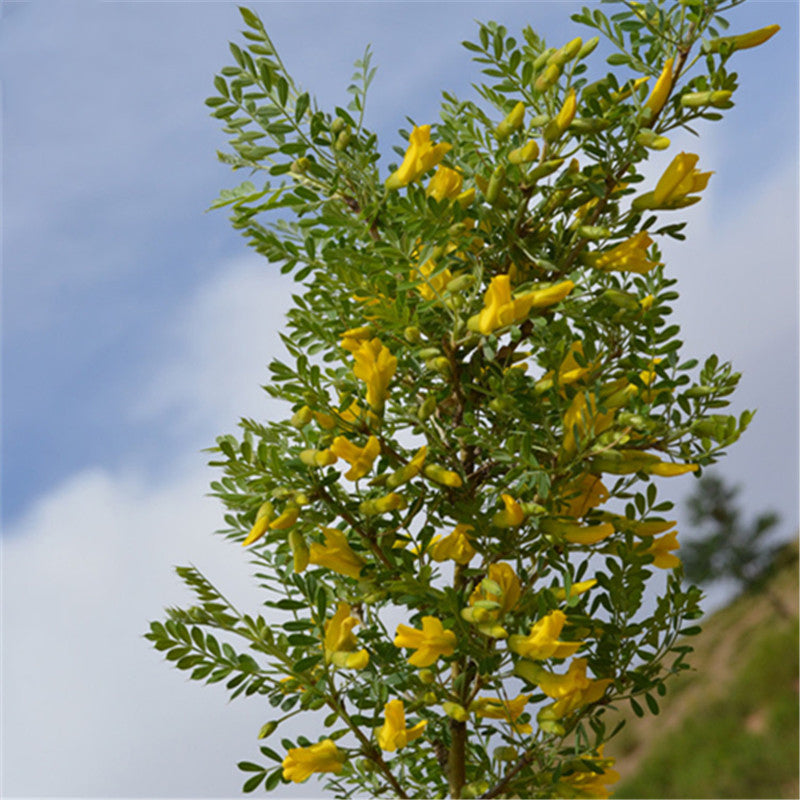 Egrow 60 Pcs/Pack Caragana Korshinskii Tree Seeds Caragana Korshinskii Tree Plant Korshinsk Peashrub