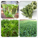 Egrow 100 Pcs/Pack Stevia Rebaudiana Seeds Stevia Herbs Plants Green Herb Stevia Rebaudiana For Garden Planting