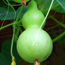 Egrow 20pcs/Bag Bottle Gourd Seeds Annual Garden Beautiful Decorative Plant Seeds Vegetable Seeds