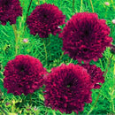 Egrow 100Pcs/Pack Chrysanthemum Seeds Double Cosmos Perennial Flower Seeds Bonsai Plants