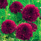 Egrow 100Pcs/Pack Chrysanthemum Seeds Double Cosmos Perennial Flower Seeds Bonsai Plants