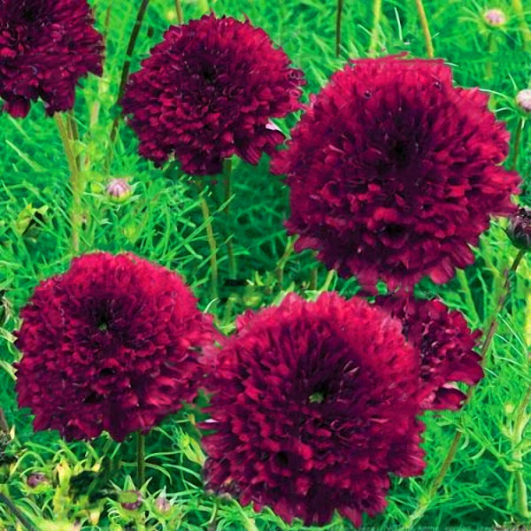 Egrow 100Pcs/Pack Chrysanthemum Seeds Double Cosmos Perennial Flower Seeds Bonsai Plants