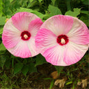 Egrow 50 Pcs/Pack Giant Hibiscus Seeds Flower Flores Beautiful Flower Bonsai Plant DIY Home Garden