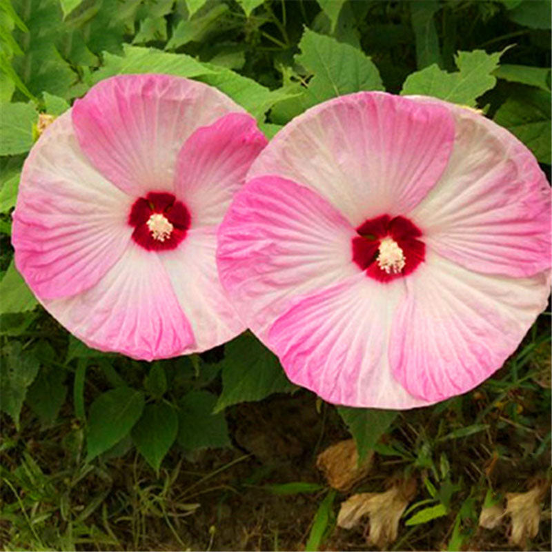 Egrow 50 Pcs/Pack Giant Hibiscus Seeds Flower Flores Beautiful Flower Bonsai Plant DIY Home Garden