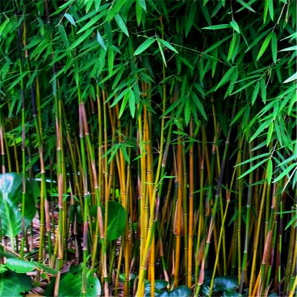 Egrow 20Pcs/Bag Black Bamboo Seeds Rare Giant Black Moso Bamboo Bambu Seeds  Bambusa Lako Tree Seeds
