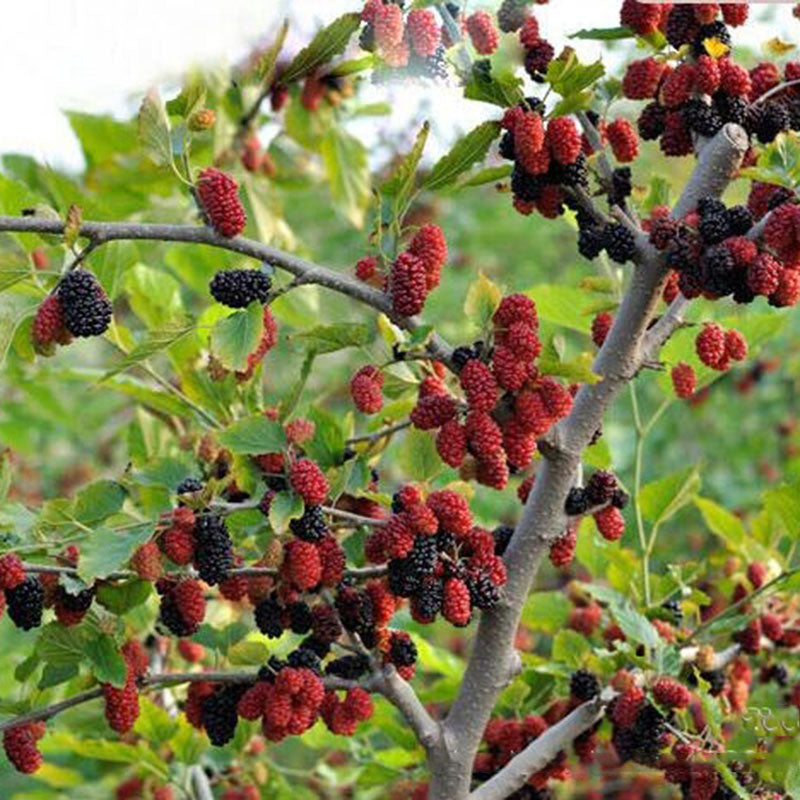 Egrow 100 Pcs/Pack Mulberry Seeds Potted Seasonal Fruit Garden Natural Health Mulberry Year Results Blackberry Bonsais
