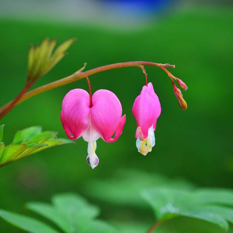 Egrow 10Pcs Dicentra Spectabilis Seeds Bleeding Heart Garden Plant Heart-Shaped Flowers