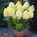 Egrow 20Pcs Hydrangea Flower Seed Vanilla Strawberry Seeds For Outdoor Home Planting Bonsai